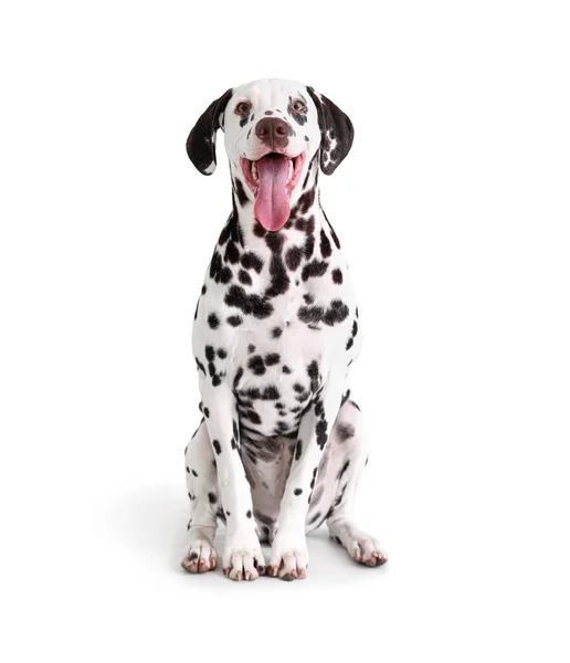 Divertente Cane Dalmata Seduto Sfondo Bianco — Foto Stock