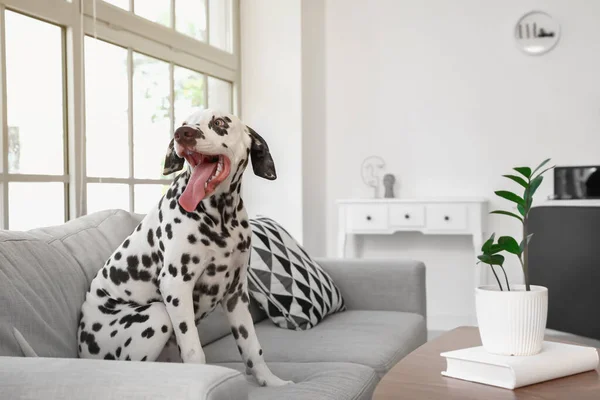 Funny Dalmatian Dog Sitting Sofa Room — Stock Photo, Image
