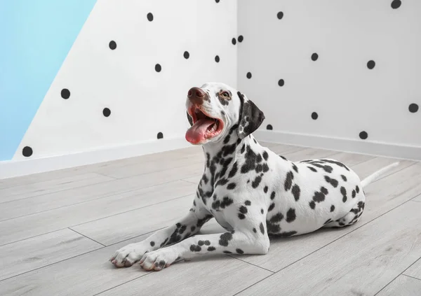 Sjove Dalmatiske Hund Liggende Nær Farvevæg - Stock-foto