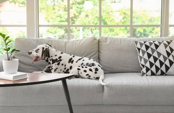 Funny Dalmatian Dog Lying Sofa Room — ストック写真