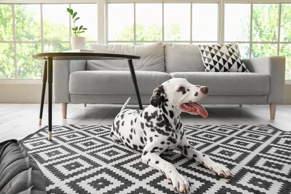 Funny Dalmatian Dog Lying Carpet Room — ストック写真