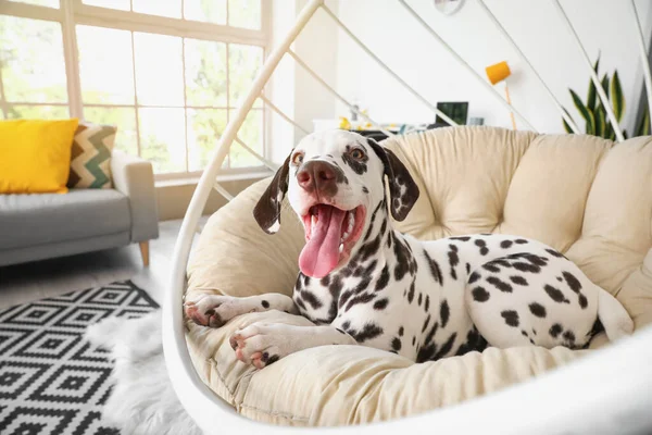 Funny Dalmatian Dog Lying Armchair Home — Stock Photo, Image