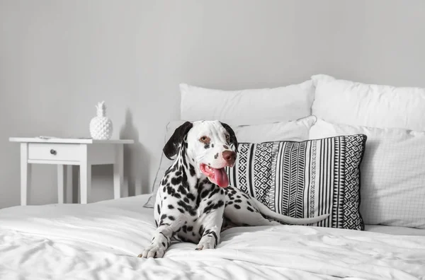 Funny Dalmatian Dog Lying Bed Home — Stock Photo, Image