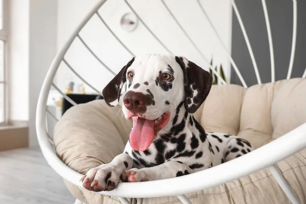 Funny Dalmatian Dog Lying Armchair Home Closeup — Fotografia de Stock