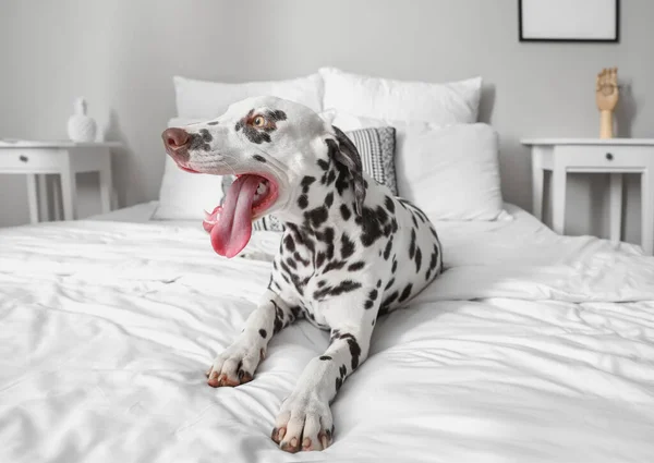 Cute Dalmatian Dog Lying Bed Home — Stock Photo, Image