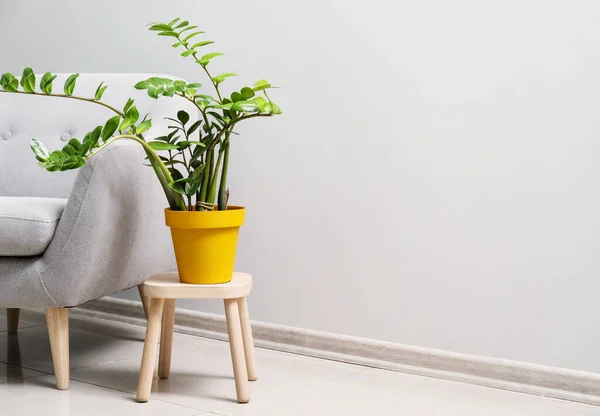 Plante Intérieur Sur Tabouret Près Mur Clair — Photo