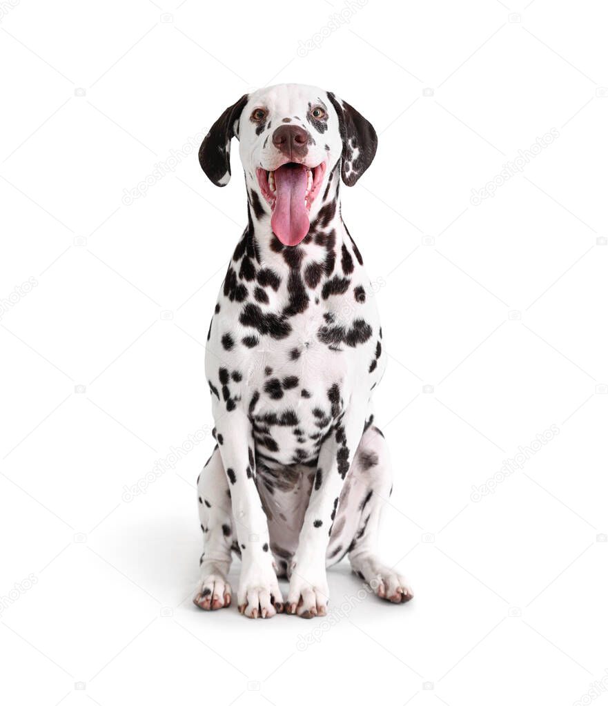 Funny Dalmatian dog sitting on white background