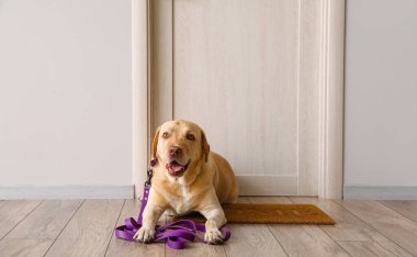 Tasmalı komik Labrador köpeği evinin ahşap kapısının yanında yürümeyi bekliyor.