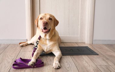 Tasmalı şirin Labrador köpeği evin kapısında yürümeyi bekliyor.