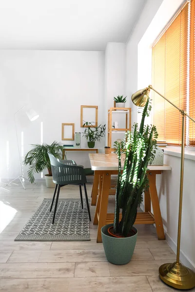 Interior Light Office Modern Workplace Houseplants — Stock Photo, Image