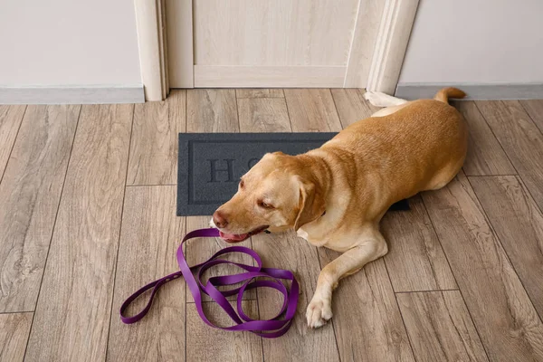 Cute Labrador Dog Leash Waiting Walk Door Home — Stock Photo, Image
