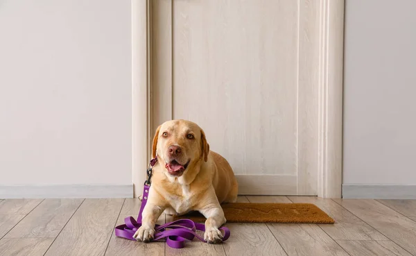 Funny Labrador Dog Leash Waiting Walk Wooden Door Home — Stock Photo, Image