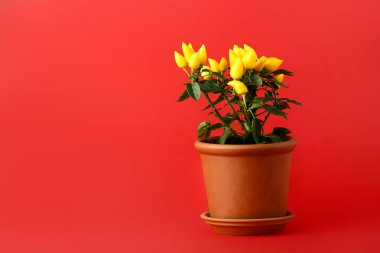 Kırmızı arkaplanda biber ağacı