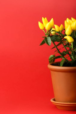 Kırmızı arkaplanda biber ağacı