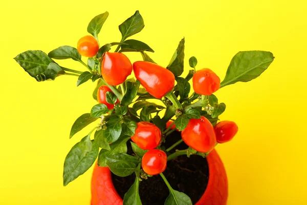 Pepper Tree Pot Yellow Background Closeup — Stock Photo, Image