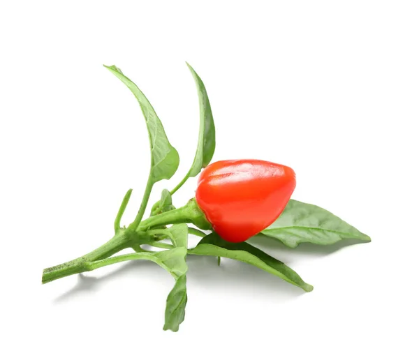 Branch Fresh Red Pepper White Background — Stock Photo, Image