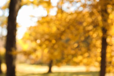 Güz ormanlarında altın yapraklı güzel ağaçların bulanık manzarası