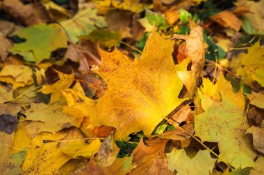 Parkta güneşli bir günde farklı sonbahar yaprakları