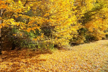 Güneşli bir günde güzel sonbahar yapraklı ağaçlar parkta.