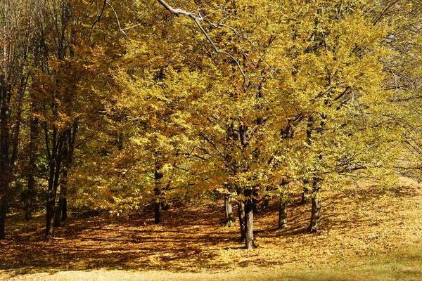 Stromy Podzimními Listy Lese Slunečného Dne — Stock fotografie