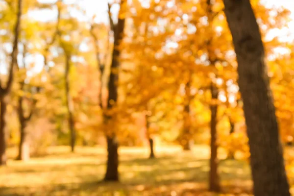 Blurred View Beautiful Trees Autumn Forest — Stock Photo, Image