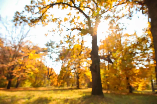 Blurred View Trees Golden Leaves Beautiful Autumn Park Sunny Day — Stock Photo, Image