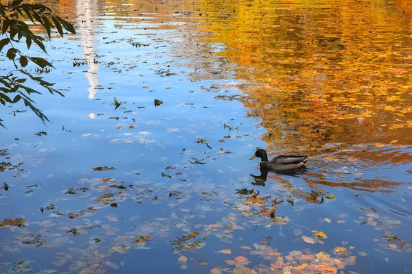 Pato Bonito Nadando Lagoa Dia Outono — Fotografia de Stock