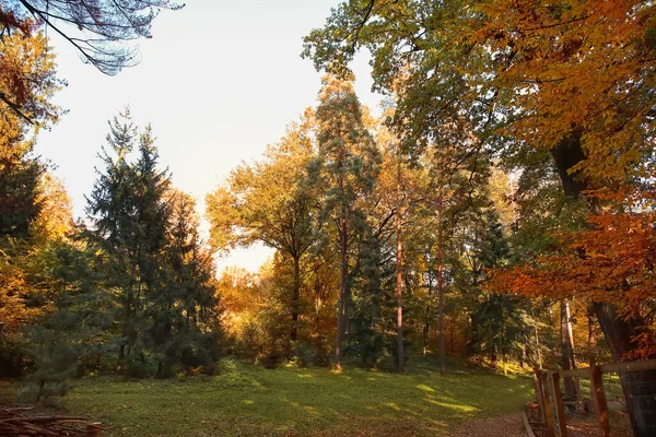 Krásný Botanický Park Podzimními Stromy — Stock fotografie