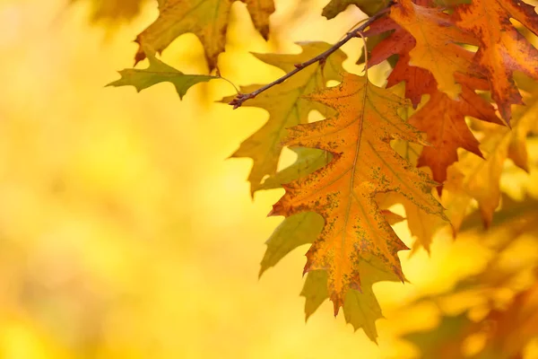 Oak Tree Beautiful Leaves Autumn Botanical Park Closeup — Stock Photo, Image