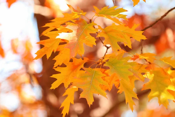 Beautiful Oak Tree Leaves Botanical Park Closeup — Stock Photo, Image