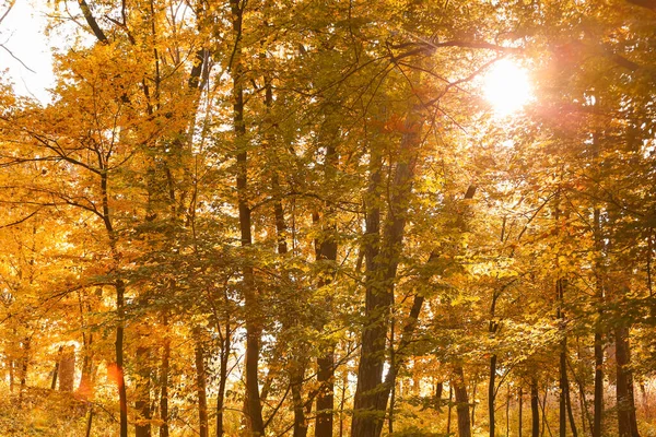 Sunny Day Beautiful Autumn Forest — Stock Photo, Image