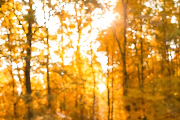 Blurred View Beautiful Autumn Trees Forest — Stock Photo, Image