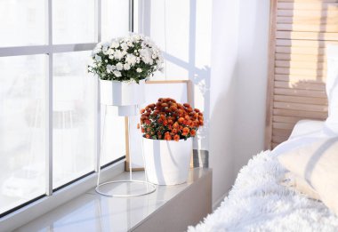 Güzel Kasımpatı çiçekleri ışık odasındaki pencere eşiğinde