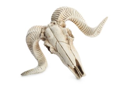 Beyaz arka planda koyun kafatası