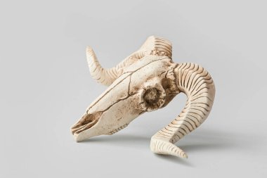 Gri arka planda koyun kafatası