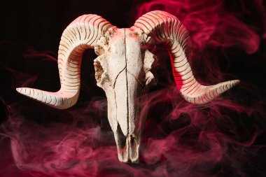 Karanlık arka planda koyun kafatası