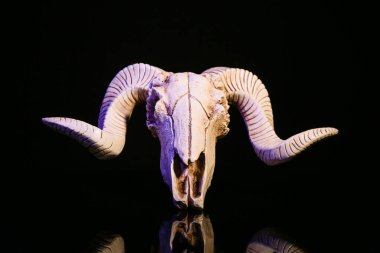 Karanlık arka planda koyun kafatası