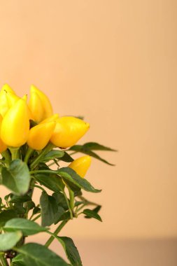 Bej arkaplanda biber ağacı, yakın plan