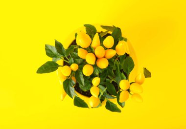 Sarı arka planda biber ağacı.