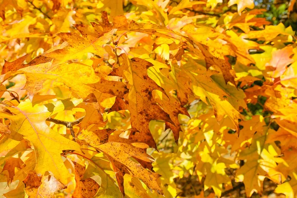 Υποκαταστήματα Όμορφα Χρυσά Φύλλα Στο Πάρκο Φθινόπωρο — Φωτογραφία Αρχείου