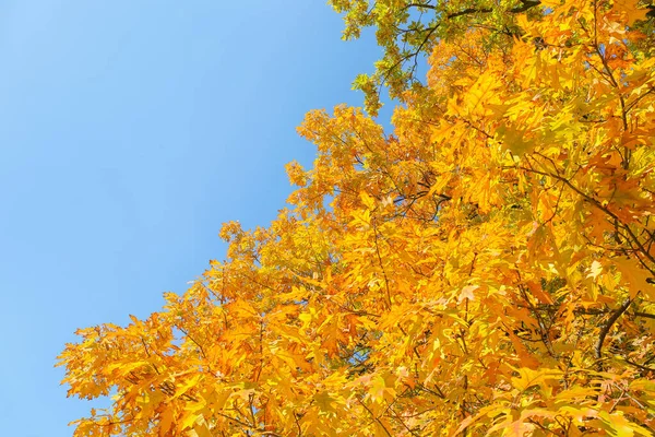 Branches Beautiful Golden Leaves Autumn Park Sky Background — Stock Photo, Image