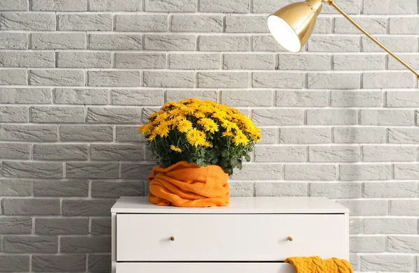 Beautiful Chrysanthemum Flowers Chest Drawers Grey Brick Wall Room Interior — Stock Photo, Image