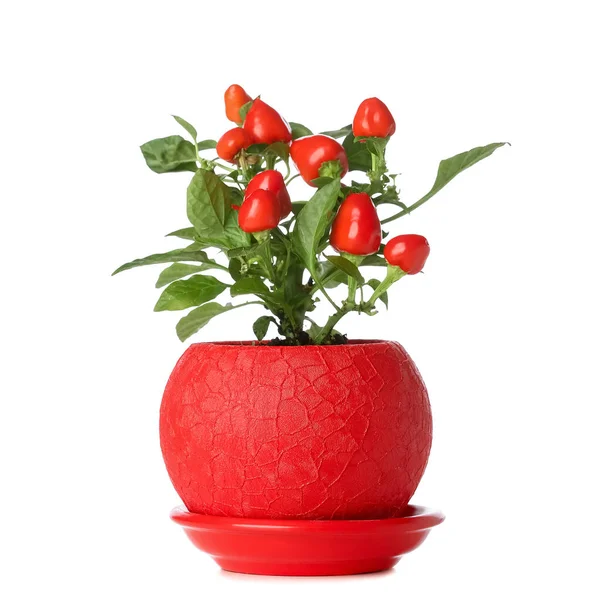 Pepper Tree Pot White Background — Stock Photo, Image