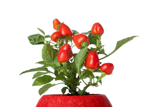 Pepper Tree Pot White Background Closeup — стоковое фото