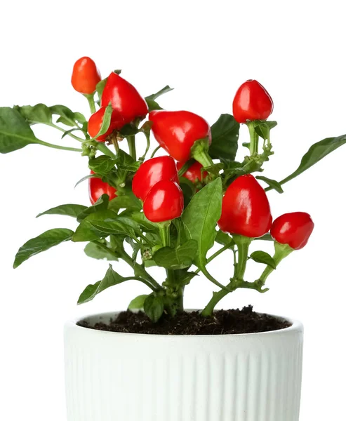 Pepper Tree Pot White Background — Stock Photo, Image