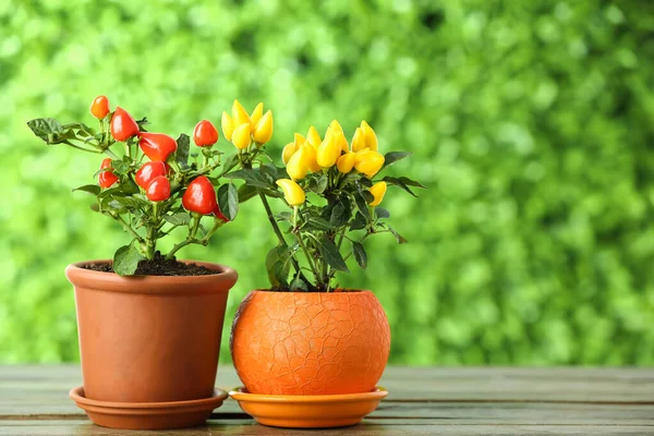 Flowerpots Pepper Trees Wooden Table Outdoors — Stock Photo, Image