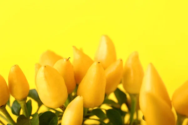 Pepper Tree Yellow Background Closeup — Stock Photo, Image