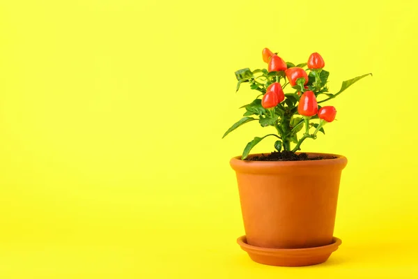 Pepper Tree Pot Yellow Background — Stock Photo, Image