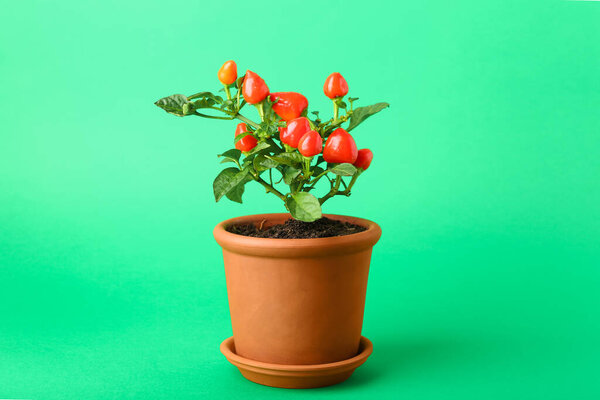 Pepper tree in pot on green background