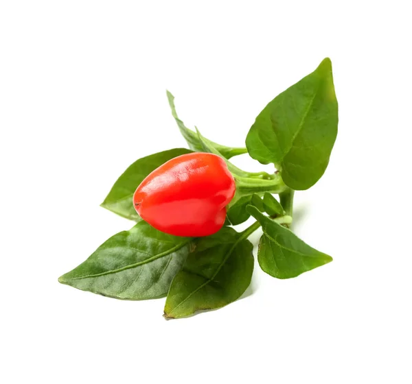 Branch Fresh Red Pepper White Background — Stock Photo, Image